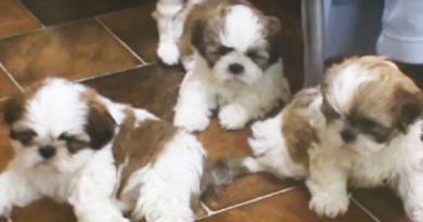 Shih Tzus