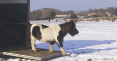 rescued pony