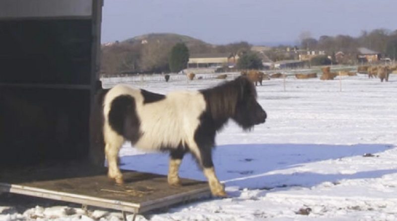 rescued pony