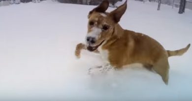 Dogs Discover Snow