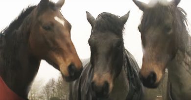 horse trio