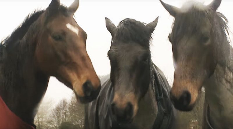 horse trio