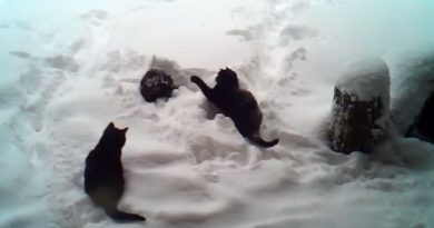 Cats Playing