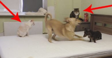 The Dogs Battle On The Bed, But Keep Your Eyes On The Cats. LOL! (VIDEO)