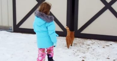 child follows cat