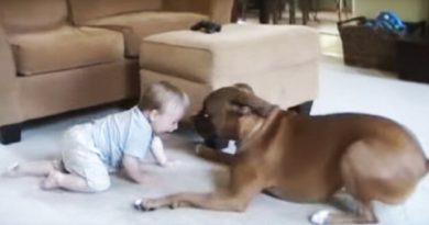 boxer dog attacks