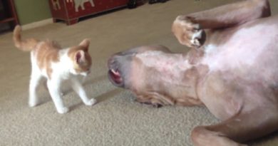 This Is What Happens When A ‘Vicious’ Kitten Attacks A Pit Bull (VIDEO)