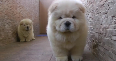 Chow-Bow-Chow