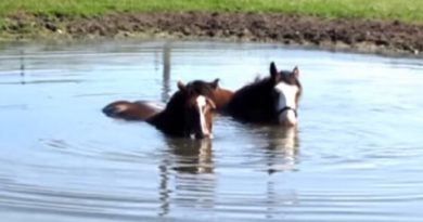 horses relaxing