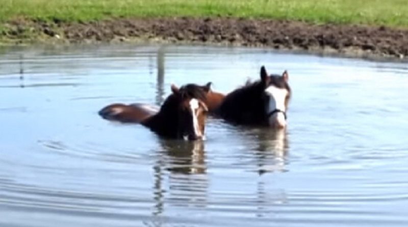 horses relaxing