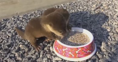 2 rescue otters