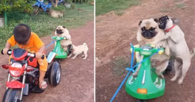 two adorable pugs