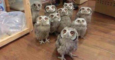 Funny Owls