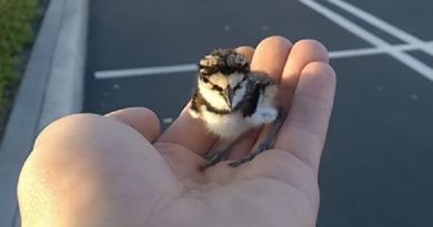 baby bird