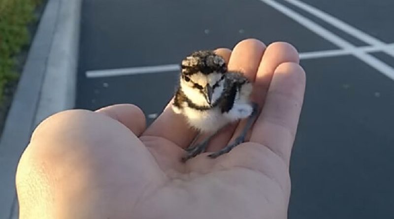 baby bird