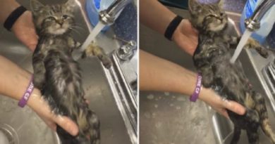 rescue kitten surprised