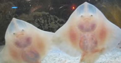 Baby Stingrays