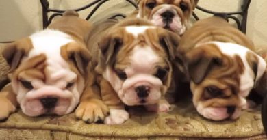 adorable english bulldogs shaking