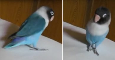 bird hears