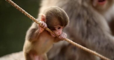 adorable Baby Monkey