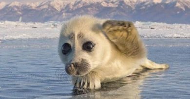 seal pup