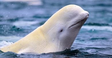 beluga whale