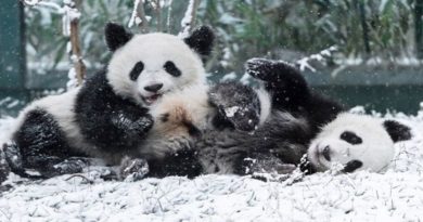 twin panda