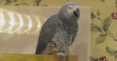 african grey parrot