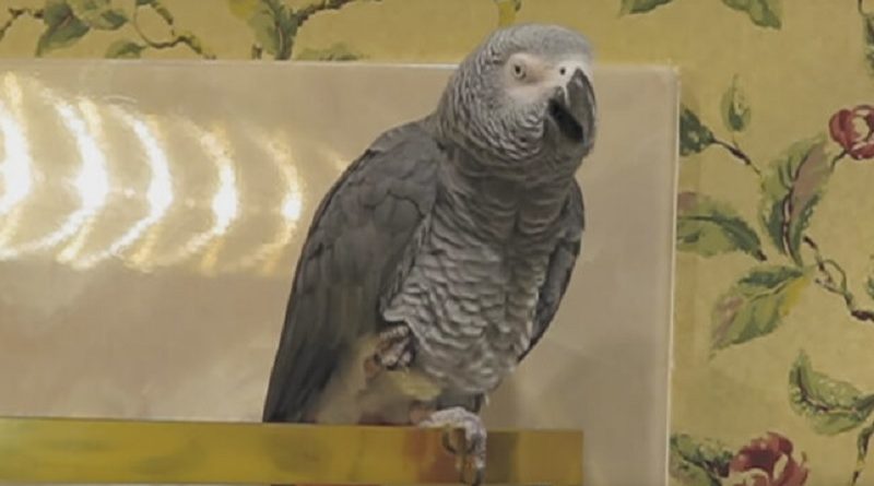 african grey parrot