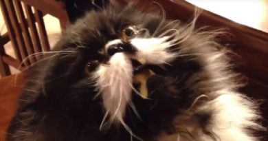 Hilarious Cat Eats Ice Cream For The First Time And Gets A Brain Freeze! (VIDEO)