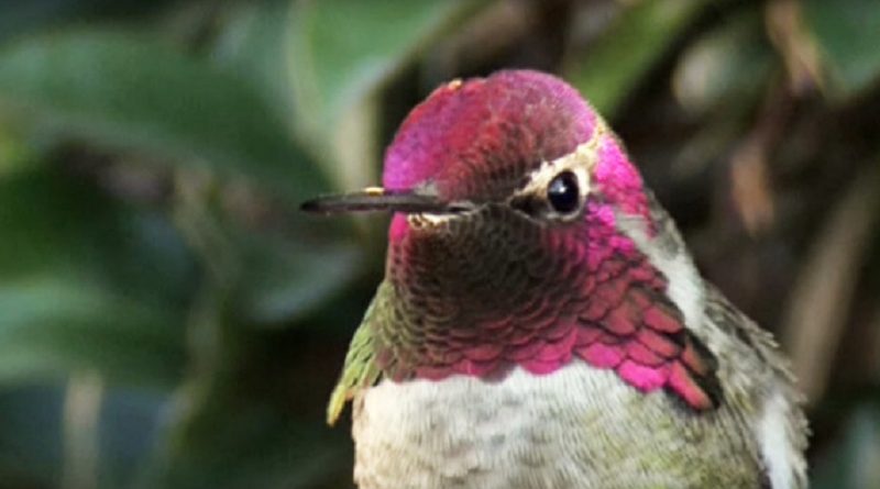 hummingbird