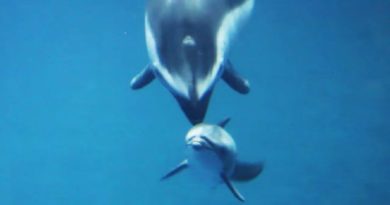 dolphin gives birth