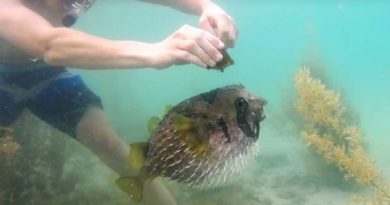 snorkeler