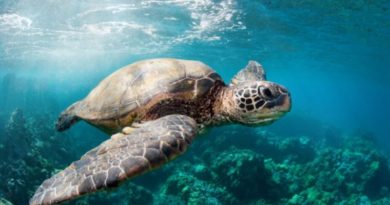 great barrier reef