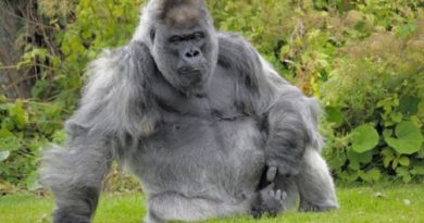 silverback gorilla