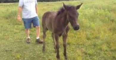 baby horse