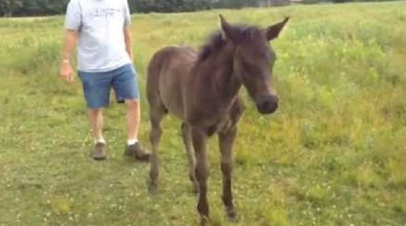 baby horse