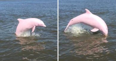 pink dolphin