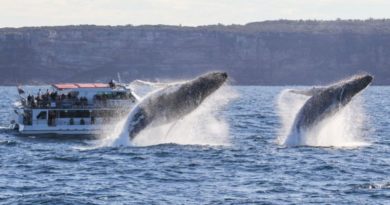 two humpback