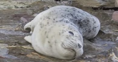 seal pup