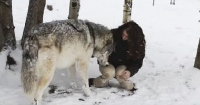 huge wolf