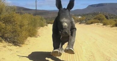 baby rhino