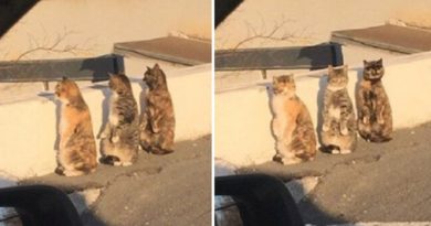 curious cats