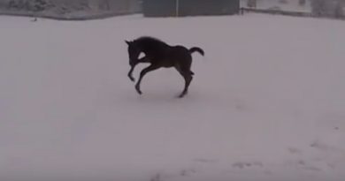 baby horse plays