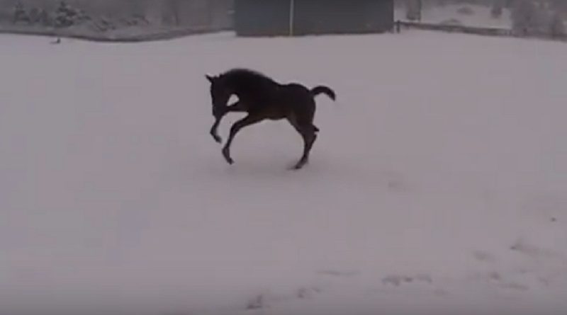 baby horse plays