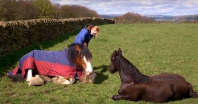 clydesdale