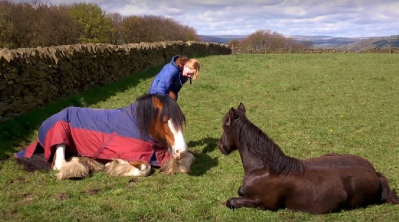 clydesdale