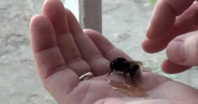 massive bee