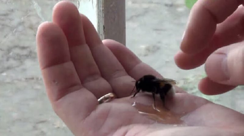 massive bee