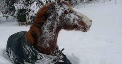 adorable horse